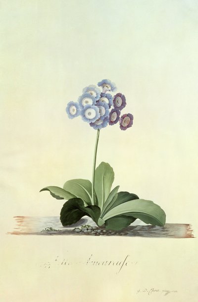 Rakastunut tyttö (Blue Auricula) tekijältä Georg Dionysius Ehret